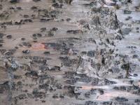 Albums/20060200-New Zealand 2006/20060318-Kaikiura/61